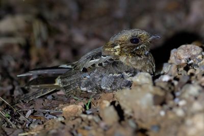 Fiery-necked Nightjar - Roesthalsnachtzwaluw - Engoulevent musicien