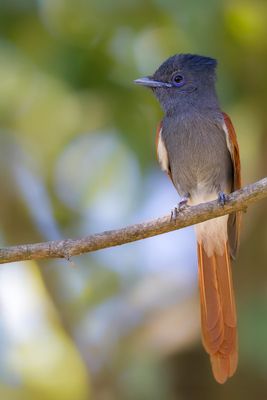 African Paradise Flycatcher - Afrikaanse Paradijsmonarch - Tchitrec d'Afrique (f)
