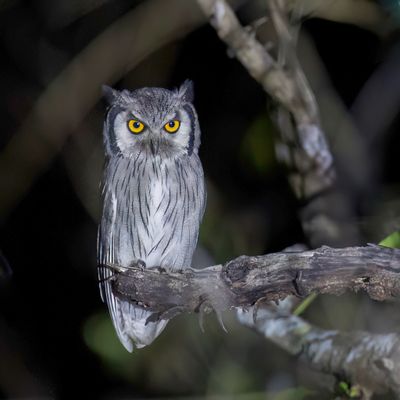 Southern White-faced Owl - Zuidelijke Witwangdwergooruil - Petit-duc de Grant