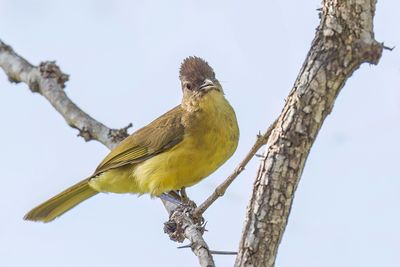 Yellow-bellied Greenbul - Geelborstbuulbuul - Bulbul  poitrine jaune