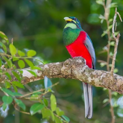 Narina Trogon - Narinatrogon - Trogon narina (m)
