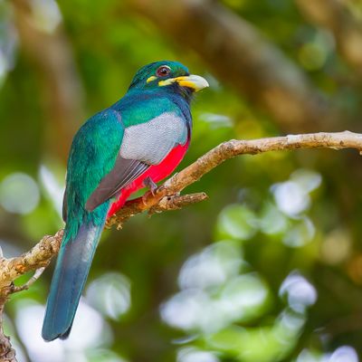 Narina Trogon - Narinatrogon - Trogon narina (m)