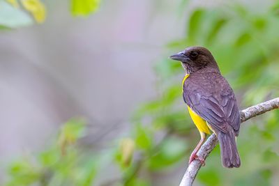 Dark-backed Weaver - Woudwever - Tisserin bicolore