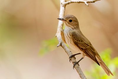 Spotted Flycatcher - Grauwe Vliegenvanger - Gobemouche gris