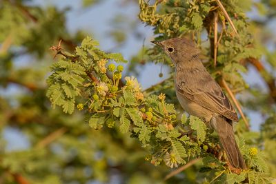 Brown-tailed Rock Chat - Bruinstaart - Traquet  queue brune