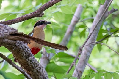 African Pitta - Angolapitta - Brve d'Angola