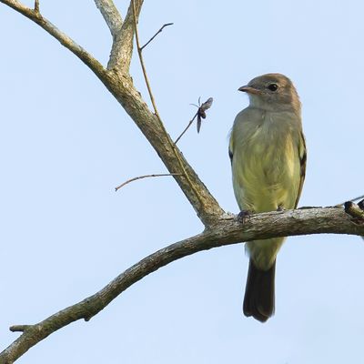 Northern Scrub Flycatcher - Salvins Vliegenpikker - Moucherolle des palétuviers