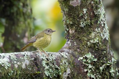 White-starred Robin - Sterrenpaapje - Rougegorge toil (j)