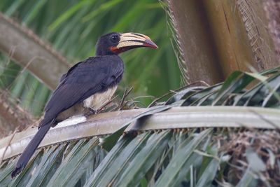 Congo Pied Hornbill - Congolese Bonte Tok - Calao longibande