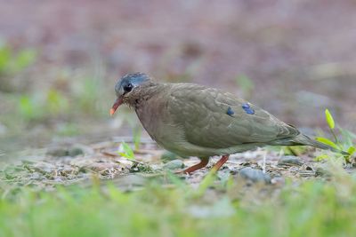 Blue-spotted Wood Dove - Staalvlekduif - Tourtelette amthystine