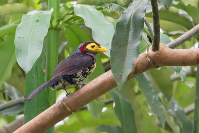 Eastern Yellow-billed Barbet - Geelsnavelbaardvogel - Barbican pourpré
