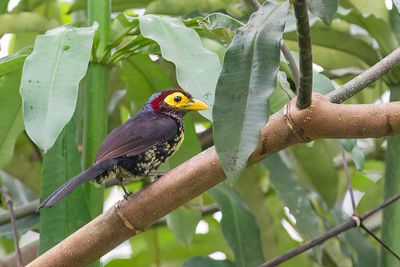 Yellow-billed Barbet - Geelsnavelbaardvogel - Barbican pourpr