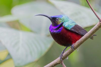 Superb Sunbird - Prachthoningzuiger - Souimanga superbe (m)