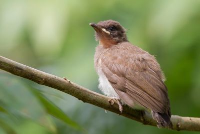 Common Bulbul - Grauwe Buulbuul - Bulbul des jardins (j)