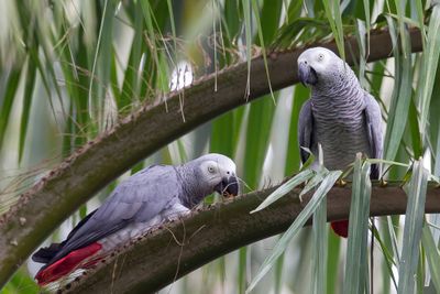 Grey Parrot - Grijze Roodstaartpapegaai - Perroquet jaco
