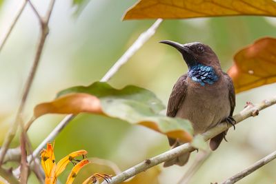 Blue-throated Brown Sunbird - Bruinrughoningzuiger - Souimanga  gorge bleue (m)