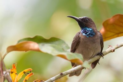 Blue-throated Brown Sunbird - Bruinrughoningzuiger - Souimanga à gorge bleue (m)