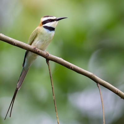 White-throated Bee-eater - Witkeelbijeneter - Guêpier à gorge blanche