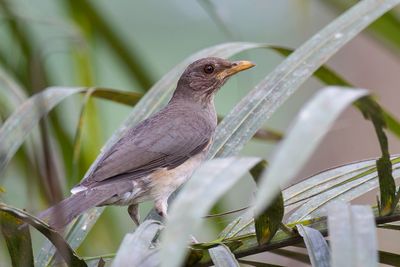 African Thrush - Pelioslijster - Merle africain