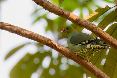 African Green Pigeon - Afrikaanse Papegaaiduif - Colombar  front nu