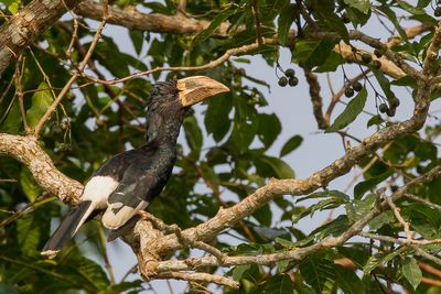 Piping Hornbill - Fluitneushoornvogel - Calao siffleur
