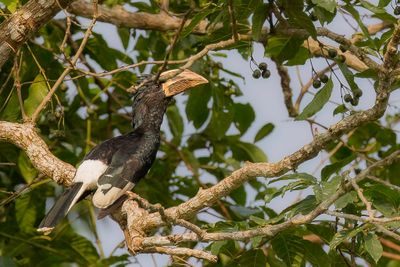 Piping Hornbill - Fluitneushoornvogel - Calao siffleur