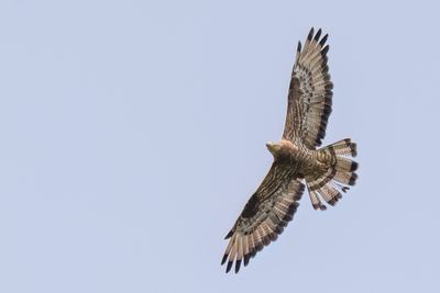 European Honey Buzzard - Wespendief - Bondre apivore