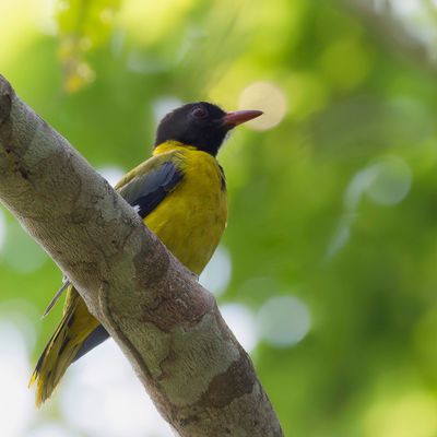 Western Oriole - Blauwvleugelwielewaal - Loriot à tête noire