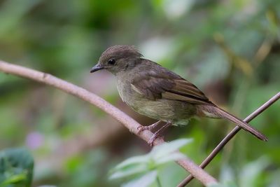 Little Greenbul - Groene Buulbuul - Bulbul verdtre