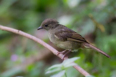 Little Greenbul - Groene Buulbuul - Bulbul verdâtre