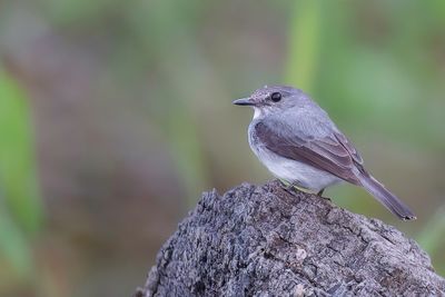 Cassin's Flycatcher - Cassins Vliegenvanger - Gobemouche de Cassin