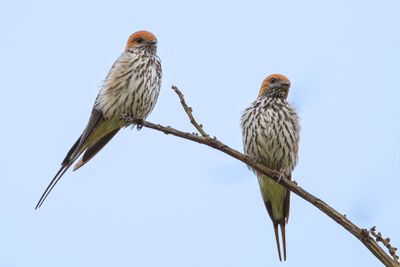 Lesser Striped Swallow - Savannezwaluw - Hirondelle striée