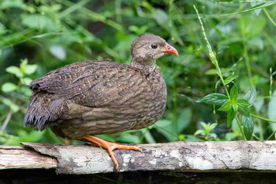 Scaly Francolin - Geschubde Frankolijn - Francolin écaillé