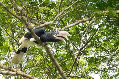 White-thighed Hornbill - Witpootneushoornvogel - Calao à cuisses blanches