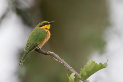 Little Bee-eater - Dwergbijeneter - Guêpier nain