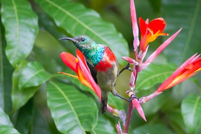 Olive-bellied Sunbird - Olijfbuikhoningzuiger - Souimanga à ventre olive