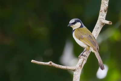 Black-collared Bulbul - Zwartkraagbuulbuul - Bulbul à collier noir