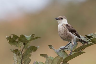 Congo Moor Chat - Congomiertapuit - Traquet du Congo