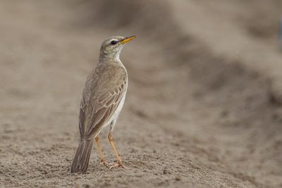 Long-legged Pipit - Langpootpieper - Pipit à longues pattes
