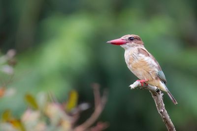 Brown-hooded Kingfisher - Bruinkapijsvogel - Martin-chasseur  tte brune