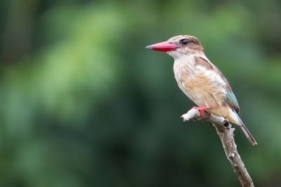 Brown-hooded Kingfisher - Bruinkapijsvogel - Martin-chasseur à tête brune