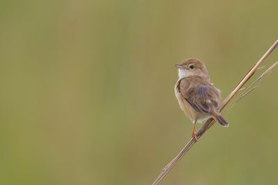 'Teke' Cisticola