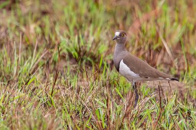 Senegal Lapwing - Rouwkievit - Vanneau terne