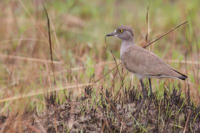 Senegal Lapwing - Rouwkievit - Vanneau terne