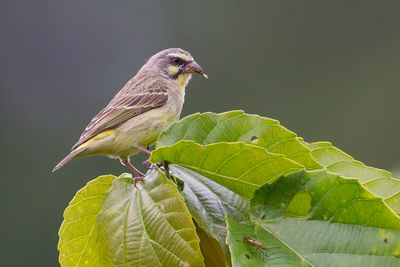 Yellow-fronted Canary - Mozambiquesijs - Serin du Mozambique