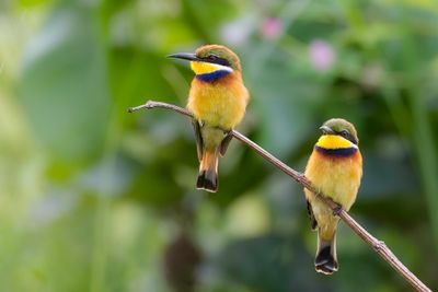 Blue-breasted Bee-eater - Blauwborstbijeneter - Gupier  collier bleu