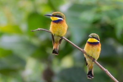 Blue-breasted Bee-eater - Blauwborstbijeneter - Guêpier à collier bleu