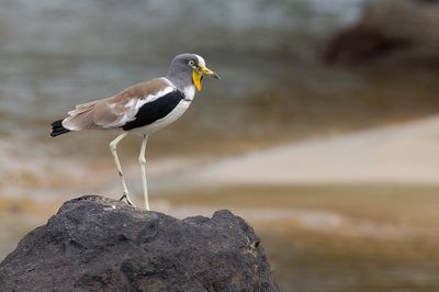 White-crowned Lapwing - Witkruinkievit - Vanneau  tte blanche