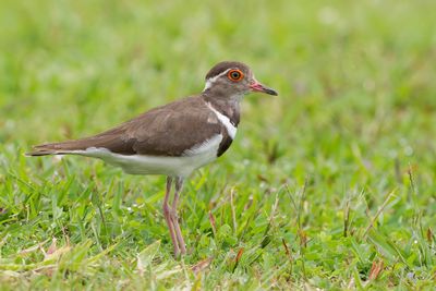 Forbes's Plover - Forbes' Plevier - Pluvier de Forbes