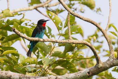 Black Bee-eater - Zwarte Bijeneter - Gupier noir